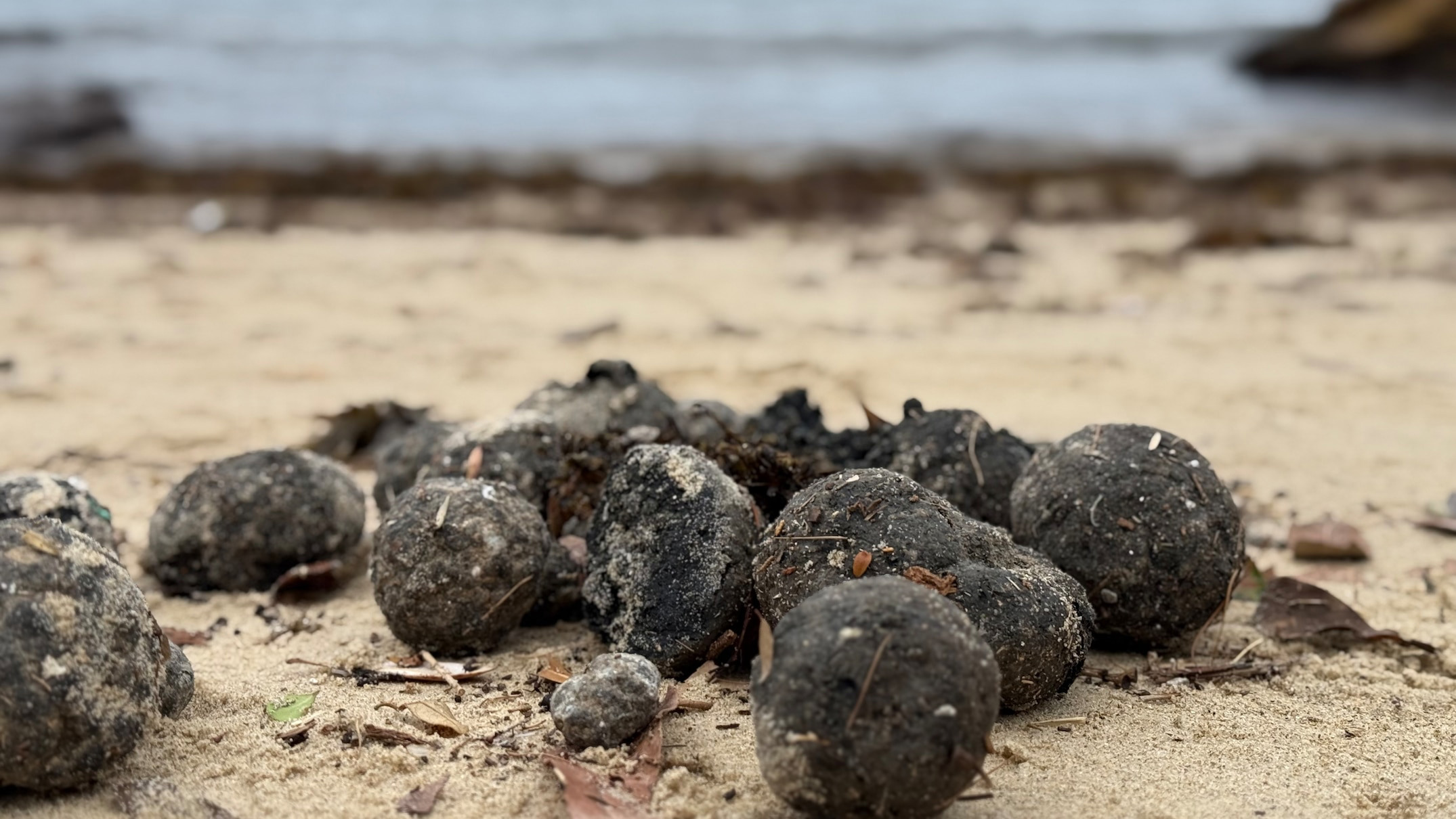 EPA Expands Investigation into Mysterious Ball Debris on Sydney Beaches