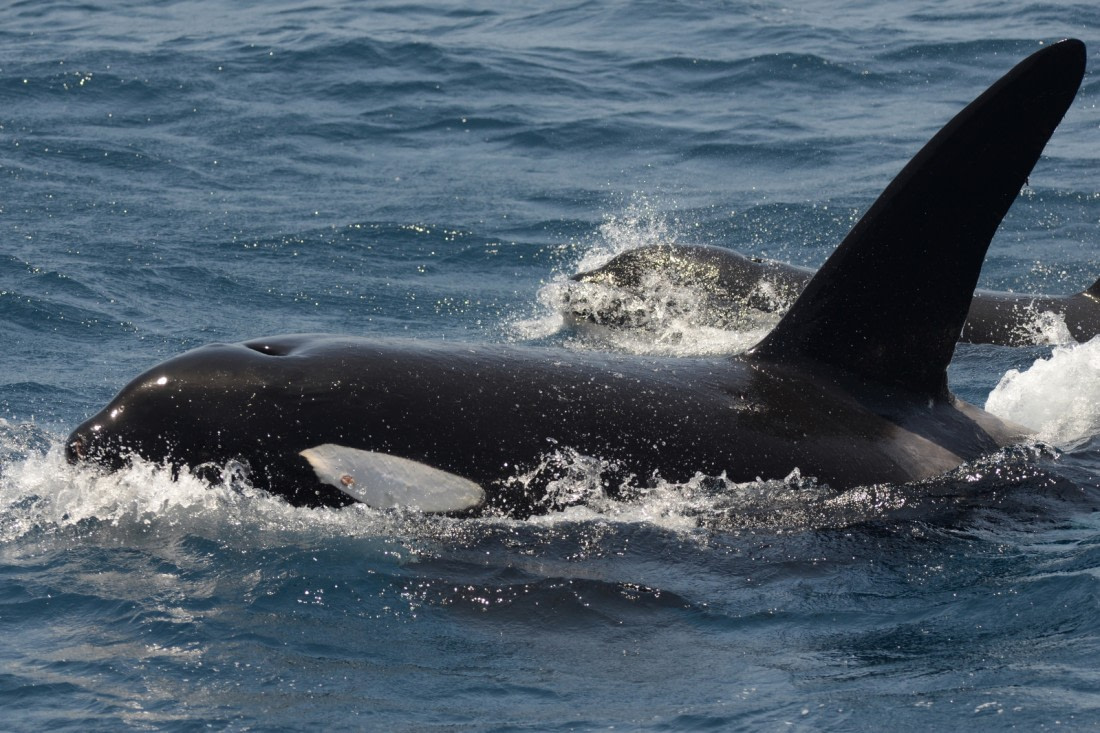 Magic in Sydney: Rare Antarctic Minke Whale Spotted Near Bundeena Wharf