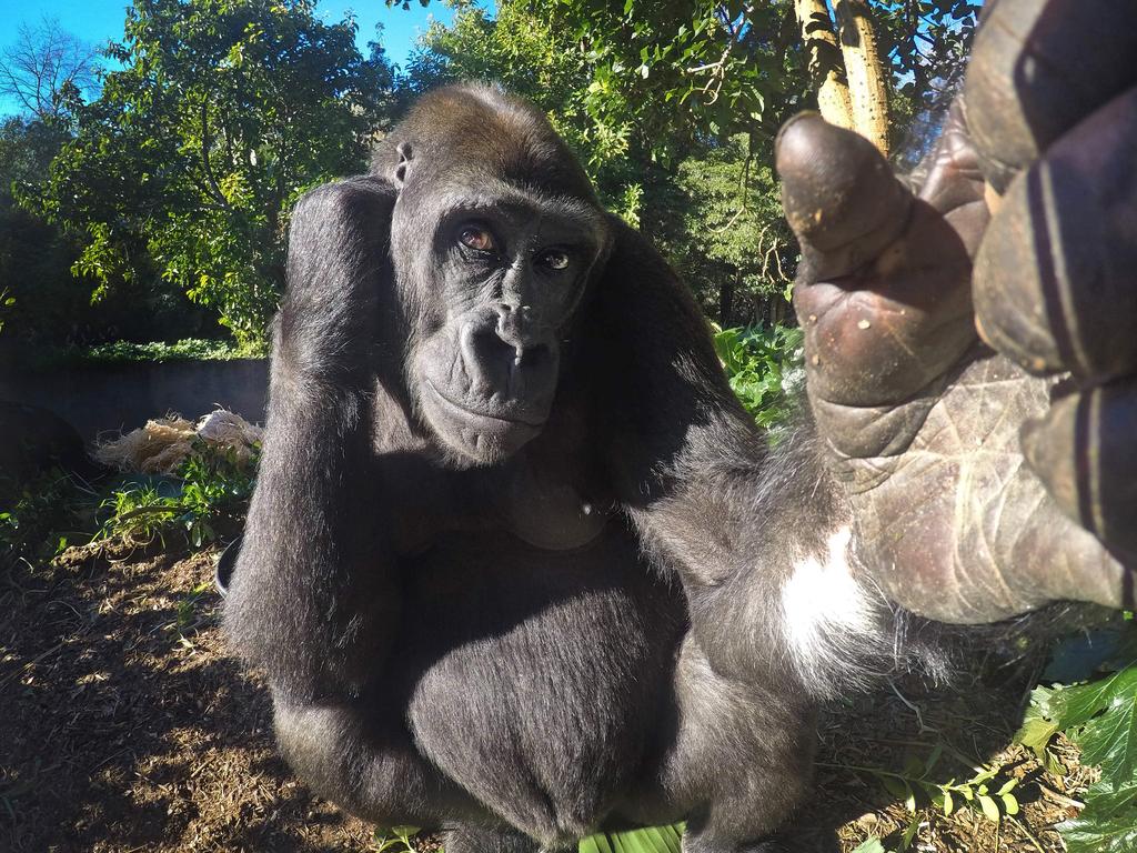 Melbourne Zoo Investigates the Unexpected Death of Gorilla Kimya