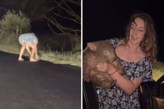 US influencer baby wombat incident Australia, wildlife controversy, illegal animal handling, Australian wildlife protection, influencer deportation calls